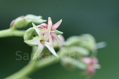 Anacardium occidentale